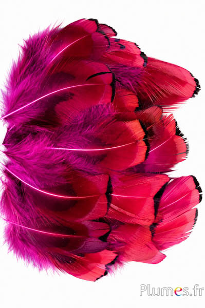 Fagiano di Colchide - 6-12 cm - fucsia